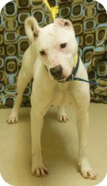 American Pit Bull Terrier Mix Dog for Sale in Gary, Indiana - Maliea American Pit Bull Terrier Mix Dog for Sale in Gary, Indiana - Maliea