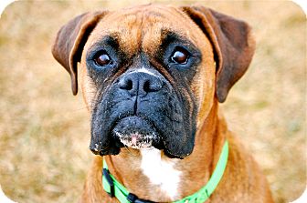 Boxer Mix Dog for Sale in Meridian, Idaho - Tanzi Boxer Mix Dog for Sale in Meridian, Idaho - Tanzi