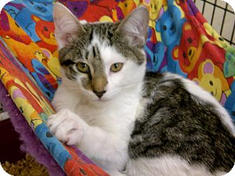 Domestic Shorthair Kitten for Sale in Bradenton, Florida - Johnnie Domestic Shorthair Kitten for Sale in Bradenton, Florida - Johnnie