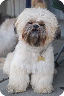 Lhasa Apso Dog for Sale in Los Angeles, California - ENZO Lhasa Apso Dog for Sale in Los Angeles, California - ENZO