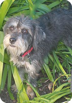 Schnauzer (Miniature) Mix Dog for Sale in Norwalk, Connecticut - Frankie Schnauzer (Miniature) Mix Dog for Sale in Norwalk, Connecticut - Frankie