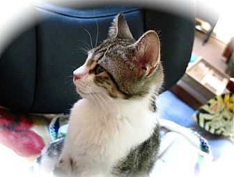 Domestic Shorthair Cat for Sale in Apex, North Carolina - Homefry Domestic Shorthair Cat for Sale in Apex, North Carolina - Homefry