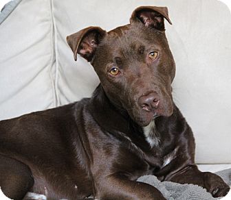 Basset Hound/Bull Terrier Mix Dog for Sale in Simi Valley, California - Kai Basset Hound/Bull Terrier Mix Dog for Sale in Simi Valley, California - Kai
