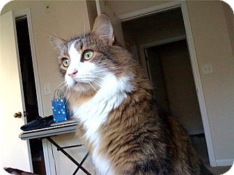 Domestic Longhair Cat for Sale in Braselton, Georgia - *Nigel Domestic Longhair Cat for Sale in Braselton, Georgia - *Nigel