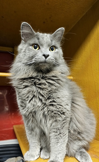 Phoenix Az Domestic Mediumhair Domestic Shorthair Meet Fluff A Pet