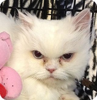 Persian Cat for Sale in Beverly Hills, California - Ava Persian Cat for Sale in Beverly Hills, California - Ava