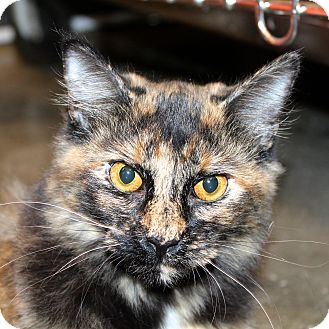Domestic Mediumhair Cat for Sale in Greenville, South Carolina - Sassy Domestic Mediumhair Cat for Sale in Greenville, South Carolina - Sassy