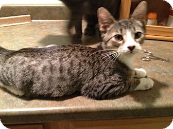 Domestic Shorthair Kitten for Sale in East Hanover, New Jersey - Nash Domestic Shorthair Kitten for Sale in East Hanover, New Jersey - Nash