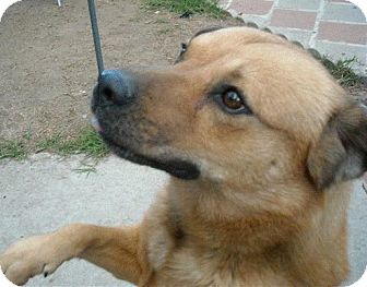 Shepherd (Unknown Type)/Golden Retriever Mix Dog for Sale in Van Nuys, California - *URGENT* Rocky Shepherd (Unknown Type)/Golden Retriever Mix Dog for Sale in Van Nuys, California - *URGENT* Rocky