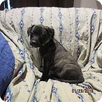 Retriever (Unknown Type)/Catahoula Leopard Dog Mix Puppy for Sale in Westminster, Colorado - Cherry Retriever (Unknown Type)/Catahoula Leopard Dog Mix Puppy for Sale in Westminster, Colorado - Cherry
