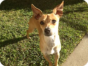 Italian Greyhound Mix Puppy for Sale in San Diego, California - BAMBI Italian Greyhound Mix Puppy for Sale in San Diego, California - BAMBI