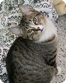 Domestic Shorthair Kitten for Sale in Edmonton, Alberta - Sandeigo Domestic Shorthair Kitten for Sale in Edmonton, Alberta - Sandeigo