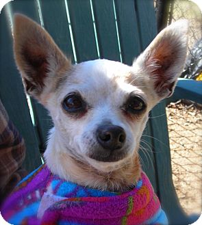 Chihuahua Dog for Sale in El Cajon, California - Gypsy Chihuahua Dog for Sale in El Cajon, California - Gypsy