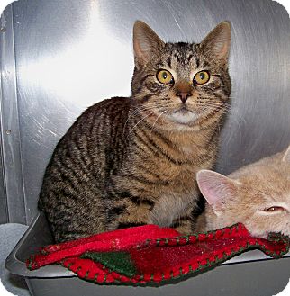 Domestic Shorthair Cat for Sale in Dover, Ohio - Bud Domestic Shorthair Cat for Sale in Dover, Ohio - Bud