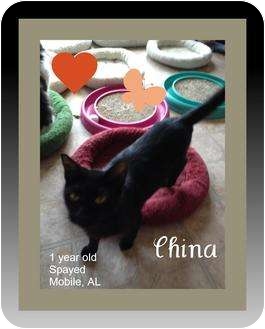 Domestic Shorthair Cat for Sale in Mobile, Alabama - China Domestic Shorthair Cat for Sale in Mobile, Alabama - China