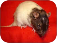 Rat for Sale in Winner, South Dakota - Bandit Rat for Sale in Winner, South Dakota - Bandit