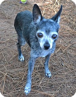 Chihuahua Mix Dog for Sale in Athens, Georgia - Rascal Chihuahua Mix Dog for Sale in Athens, Georgia - Rascal