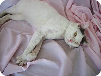 Turkish Van Cat for Sale in Downey, California - Tommy Turkish Van Cat for Sale in Downey, California - Tommy