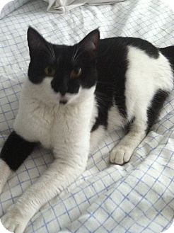 Domestic Shorthair Cat for Sale in Irvine, California - Pria Domestic Shorthair Cat for Sale in Irvine, California - Pria