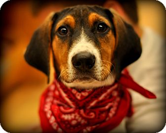 Treeing Walker Coonhound/Beagle Mix Puppy for Sale in Sparta, New Jersey - Tic Tac Treeing Walker Coonhound/Beagle Mix Puppy for Sale in Sparta, New Jersey - Tic Tac