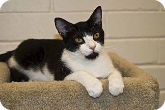 Domestic Shorthair Cat for Sale in Elfers, Florida - Marleigh Domestic Shorthair Cat for Sale in Elfers, Florida - Marleigh