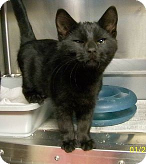 Domestic Shorthair Cat for Sale in Dover, Ohio - Bentley Domestic Shorthair Cat for Sale in Dover, Ohio - Bentley
