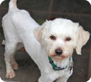 Cockapoo/Maltese Mix Dog for Sale in Norwalk, Connecticut - Ellis - adoption pending Cockapoo/Maltese Mix Dog for Sale in Norwalk, Connecticut - Ellis - adoption pending