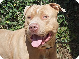 American Pit Bull Terrier Mix Dog for Sale in Chula Vista, California - Rocky American Pit Bull Terrier Mix Dog for Sale in Chula Vista, California - Rocky