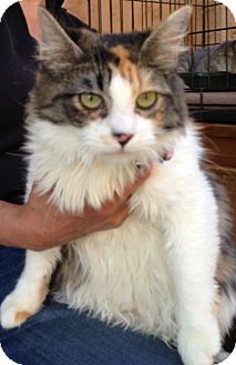 Calico Kitten for Sale in Thousand Oaks, California - Maily Calico Kitten for Sale in Thousand Oaks, California - Maily