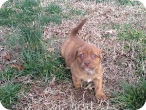 Pug/Terrier (Unknown Type, Small) Mix Puppy for Sale in Russellville, Kentucky - Maggie Pug/Terrier (Unknown Type, Small) Mix Puppy for Sale in Russellville, Kentucky - Maggie