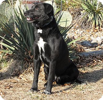 Labrador Retriever Mix Dog for Sale in Oakland, Arkansas - Hobo Labrador Retriever Mix Dog for Sale in Oakland, Arkansas - Hobo