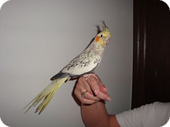 Cockatiel for Sale in St. Louis, Missouri - Margo Cockatiel for Sale in St. Louis, Missouri - Margo