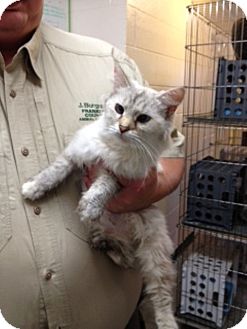 Siamese Cat for Sale in Foster, Rhode Island - Dutchess Siamese Cat for Sale in Foster, Rhode Island - Dutchess