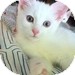 Domestic Shorthair Kitten for Sale in Vancouver, British Columbia - Hanna Domestic Shorthair Kitten for Sale in Vancouver, British Columbia - Hanna