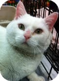 Domestic Shorthair Cat for Sale in Modesto, California - Sweetie Pie Domestic Shorthair Cat for Sale in Modesto, California - Sweetie Pie