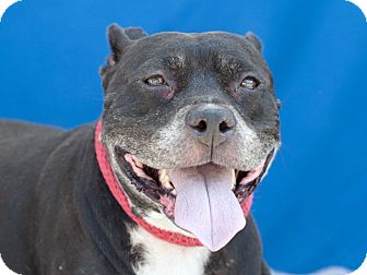 American Pit Bull Terrier/English Bulldog Mix Dog for Sale in Bellflower, California - URGENT! Contessa American Pit Bull Terrier/English Bulldog Mix Dog for Sale in Bellflower, California - URGENT! Contessa