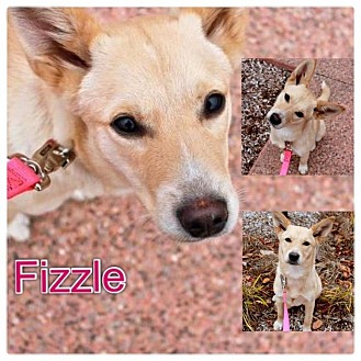 Carolina Dog/Feist Mix Puppy for Sale in Westland, Michigan - Fizzle Carolina Dog/Feist Mix Puppy for Sale in Westland, Michigan - Fizzle