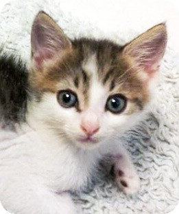 Domestic Shorthair Kitten for Sale in Irvine, California - Ozzy Domestic Shorthair Kitten for Sale in Irvine, California - Ozzy