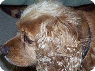 Cocker Spaniel Dog for Sale in Boise, Idaho - Neska Cocker Spaniel Dog for Sale in Boise, Idaho - Neska