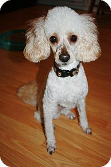 Poodle (Miniature) Dog for Sale in Douglas, Ontario - Rowan (Roey) Poodle (Miniature) Dog for Sale in Douglas, Ontario - Rowan (Roey)