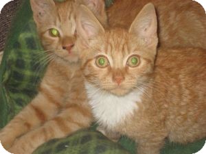Bengal Kitten for Sale in Belleville, New Jersey - Seamus & Niko Bengal Kitten for Sale in Belleville, New Jersey - Seamus & Niko