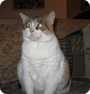 Calico Cat for Sale in Toronto, Ontario - Sophie Calico Cat for Sale in Toronto, Ontario - Sophie
