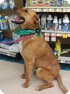 Labrador Retriever/Golden Retriever Mix Dog for Sale in Richmond, Virginia - Jasper Labrador Retriever/Golden Retriever Mix Dog for Sale in Richmond, Virginia - Jasper