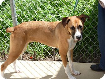 Boxer Mix Dog for Sale in hollywood, Florida - farrah Boxer Mix Dog for Sale in hollywood, Florida - farrah