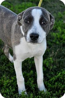 Australian Shepherd/Labrador Retriever Mix Dog for Sale in Glastonbury, Connecticut - Izzy~meet me~ Australian Shepherd/Labrador Retriever Mix Dog for Sale in Glastonbury, Connecticut - Izzy~meet me~