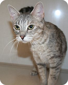 Domestic Shorthair Cat for Sale in Edmonton, Alberta - Sylva Domestic Shorthair Cat for Sale in Edmonton, Alberta - Sylva