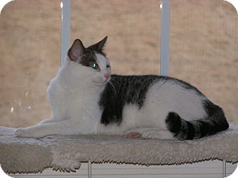 Domestic Shorthair Cat for Sale in Monroe, Georgia - Juliette Domestic Shorthair Cat for Sale in Monroe, Georgia - Juliette