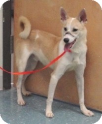 Basenji/Shiba Inu Mix Dog for Sale in Orlando, Florida - Muzzy Basenji/Shiba Inu Mix Dog for Sale in Orlando, Florida - Muzzy