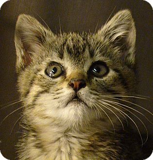 Domestic Shorthair Kitten for Sale in El Cajon, California - Peaches Domestic Shorthair Kitten for Sale in El Cajon, California - Peaches