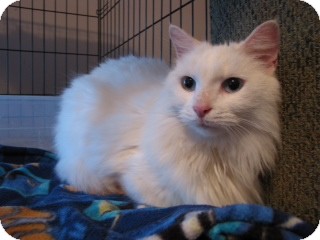 Domestic Longhair Cat for Sale in East Hanover, New Jersey - Arriving Dec. 9th - Snowbell! Domestic Longhair Cat for Sale in East Hanover, New Jersey - Arriving Dec. 9th - Snowbell!